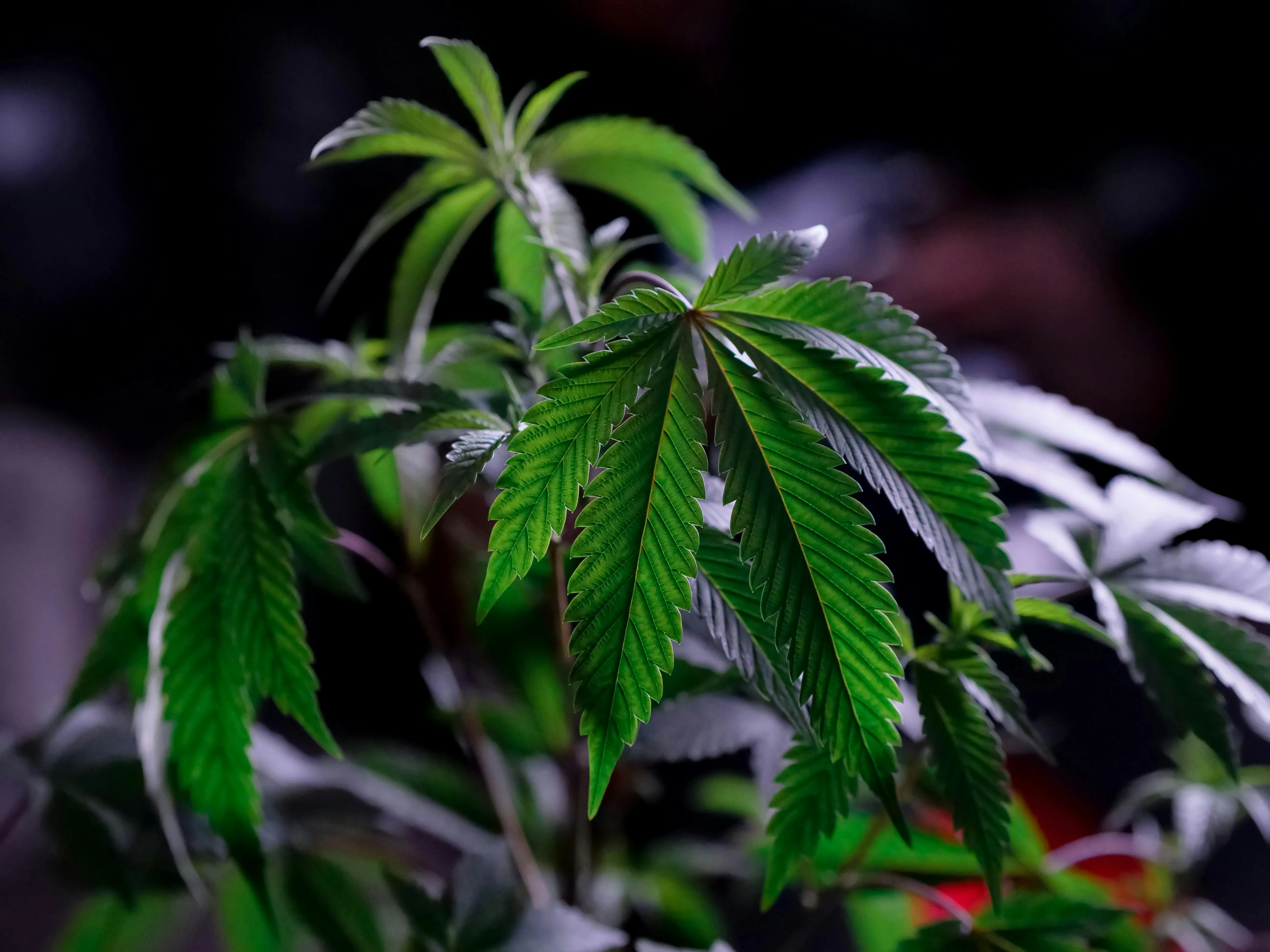 las vegas marijuana dispensaries