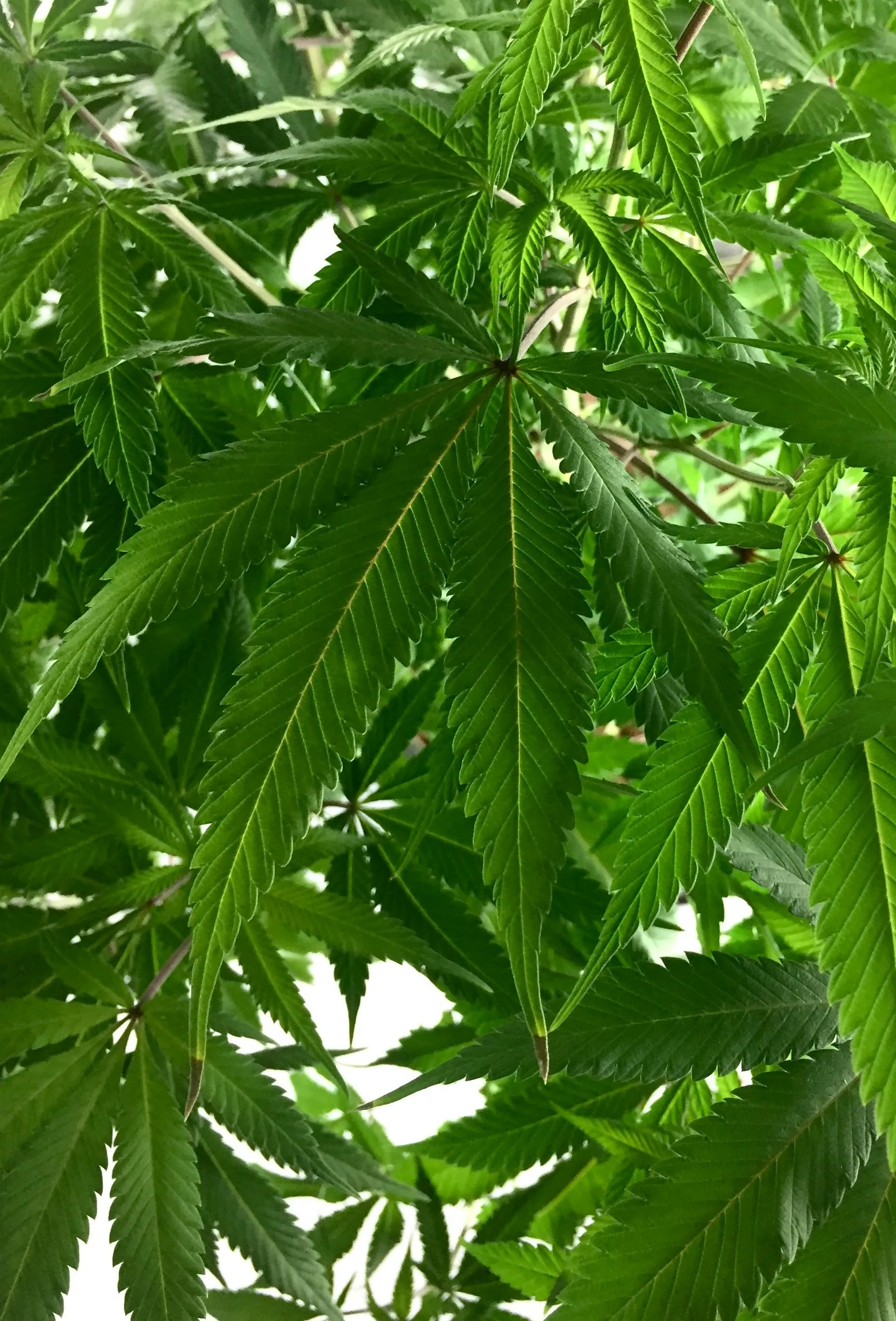 cannabis budget