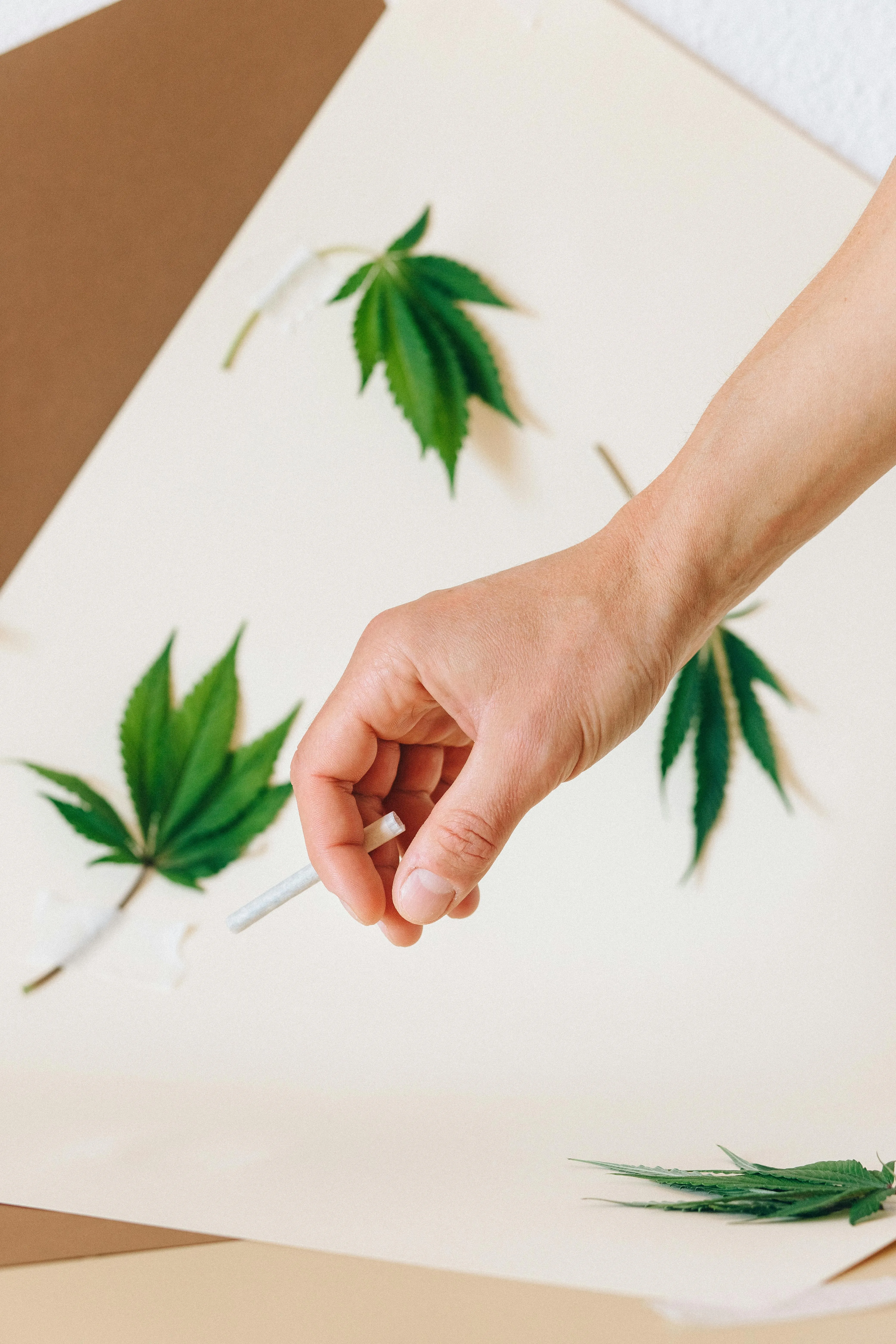cannabis