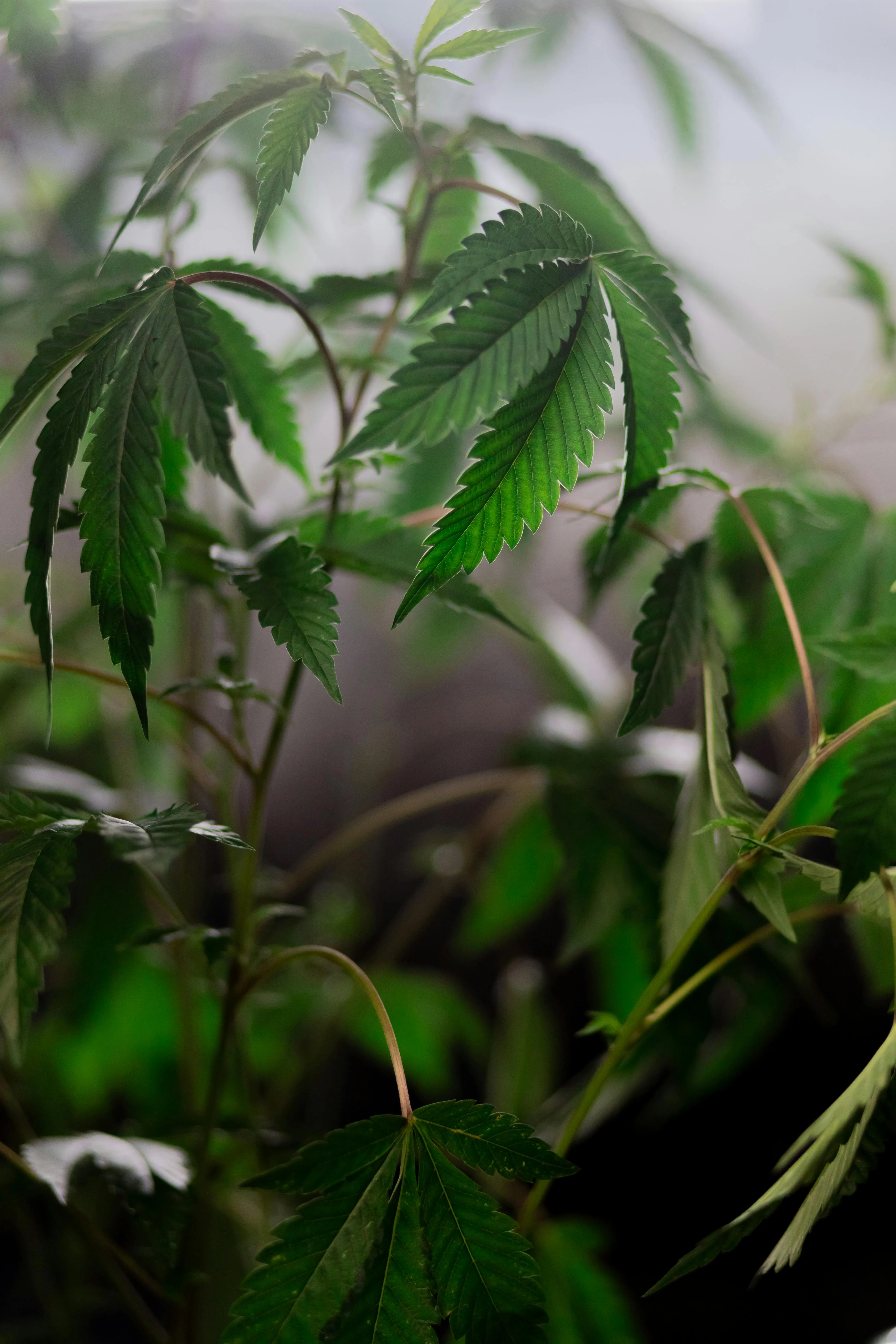 cannabis regulations
