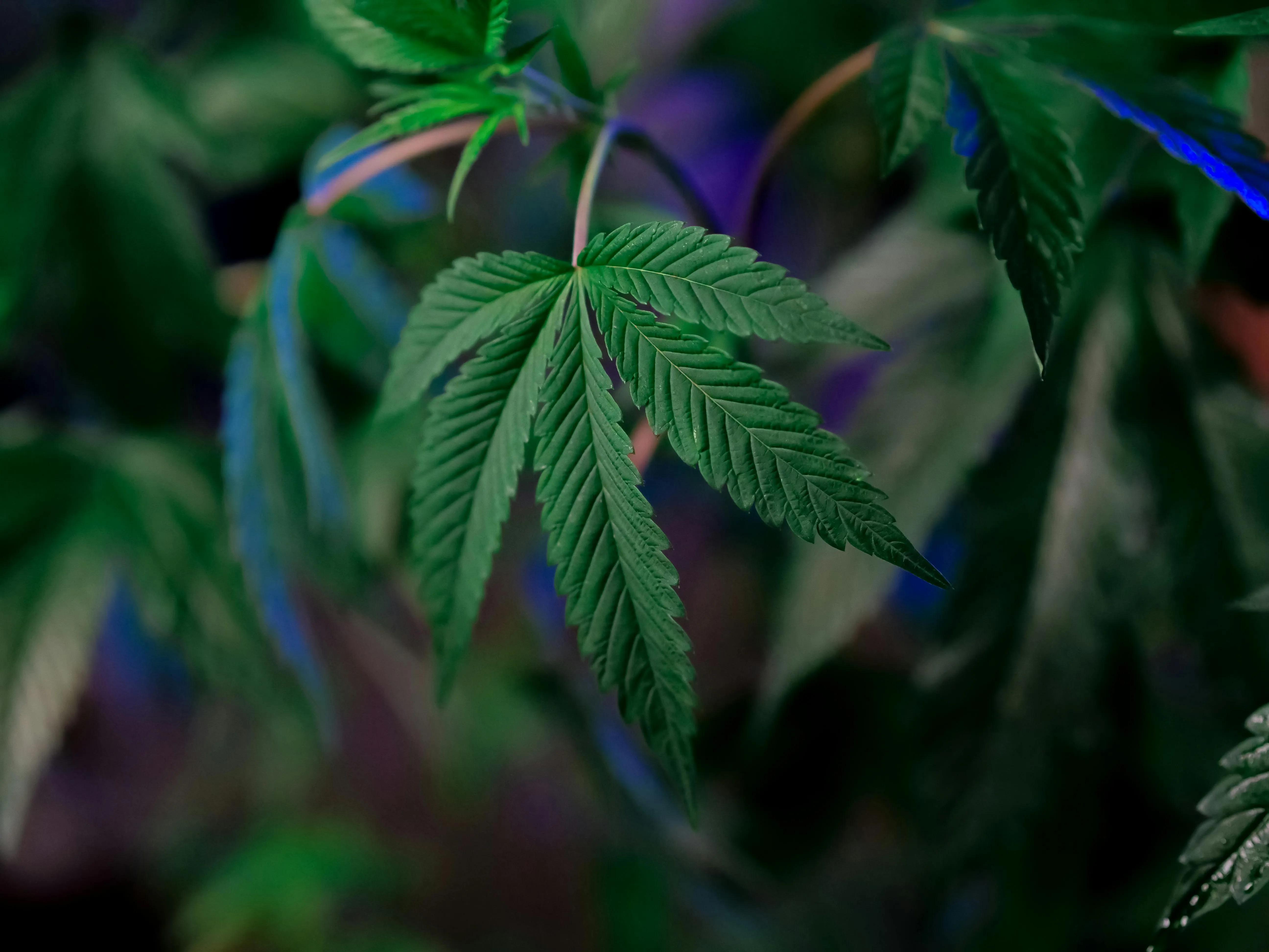 alberta cannabis laws