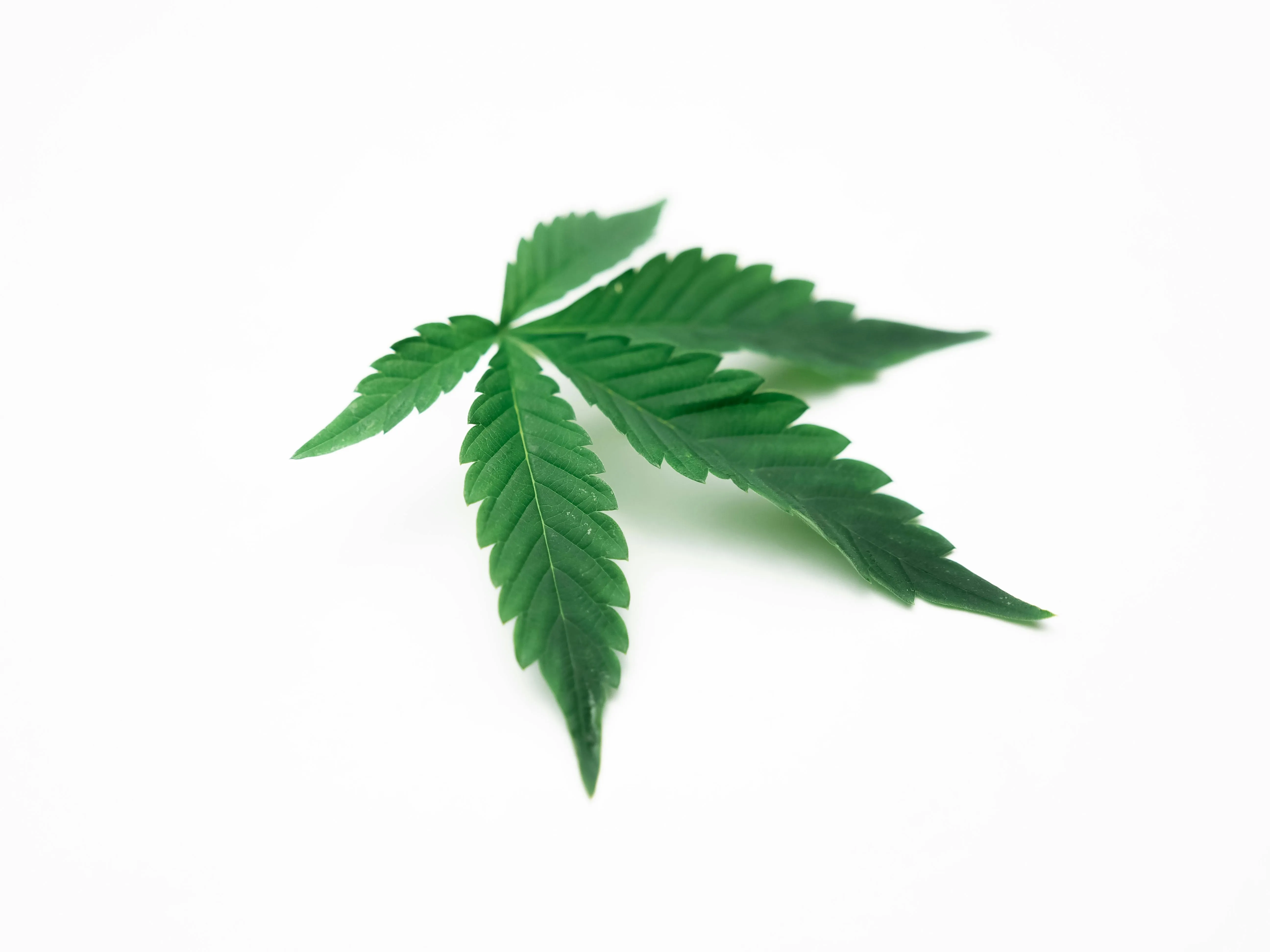 plant extracts