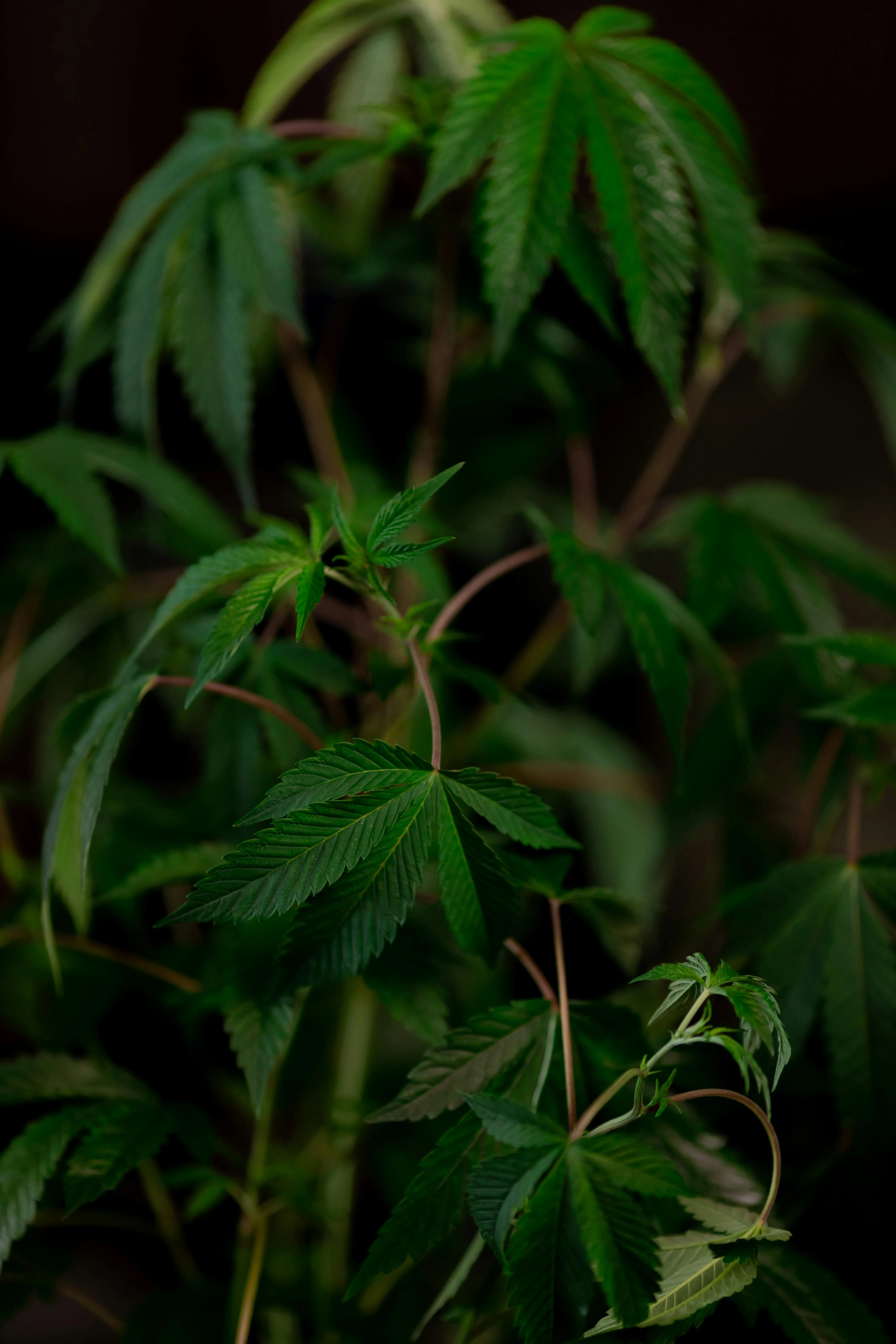 cannabis accessories