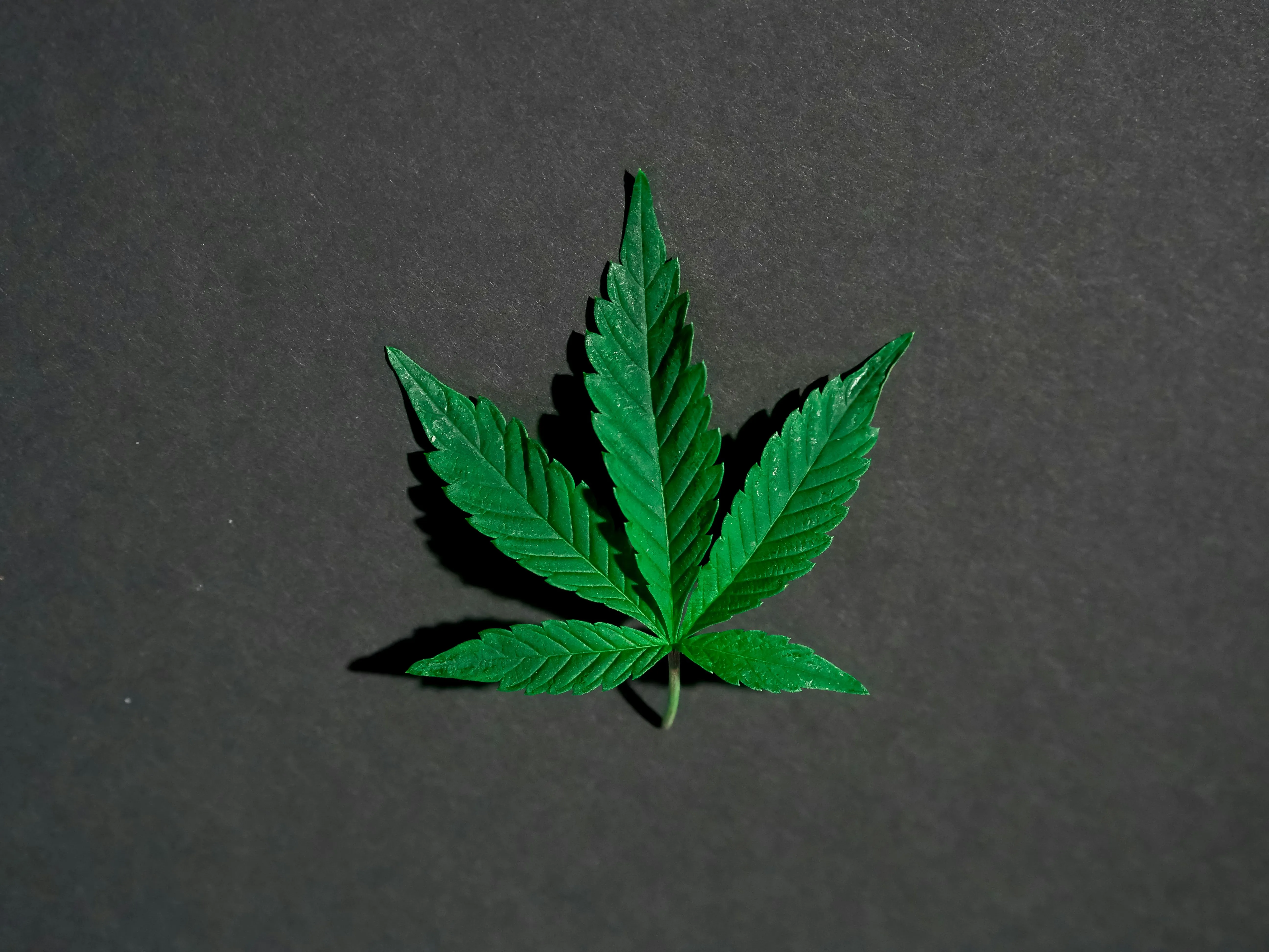 horny goat weed