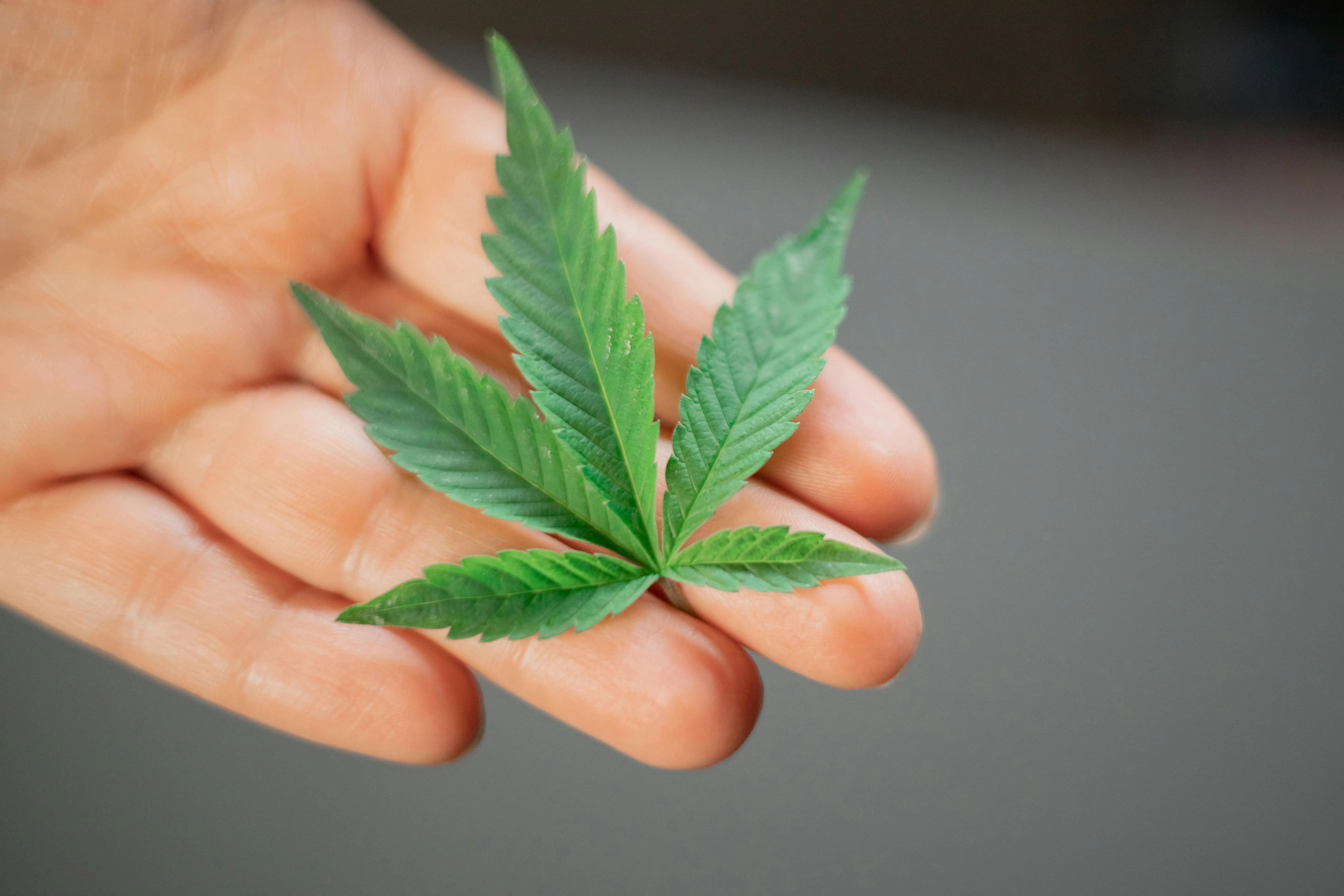 weed montreal