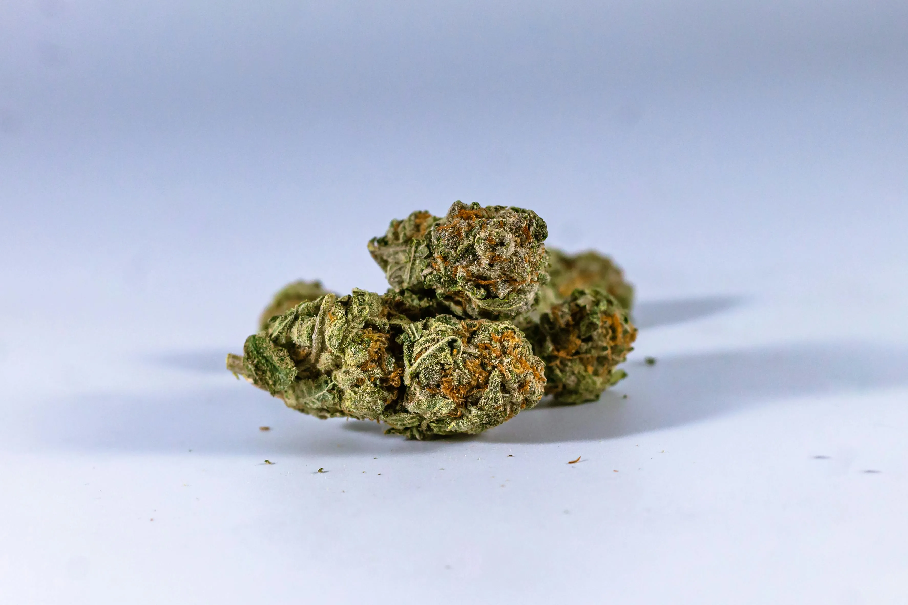 Montreal weed dispensaries