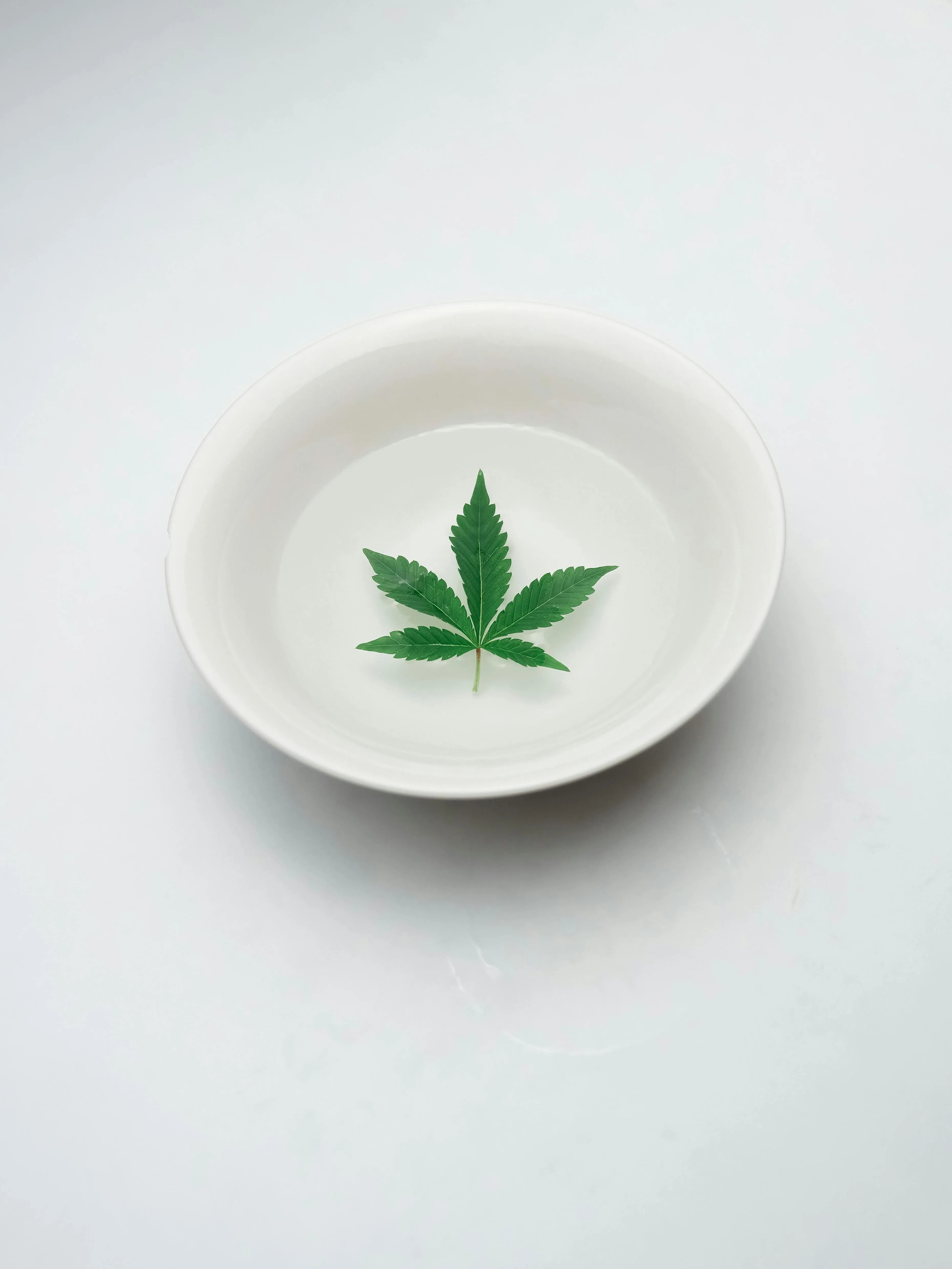 cannabis dispensaries
